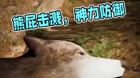 一招“屁击”让敌人爆头，袋熊的屁股有多神奇 #涨知识 #科普