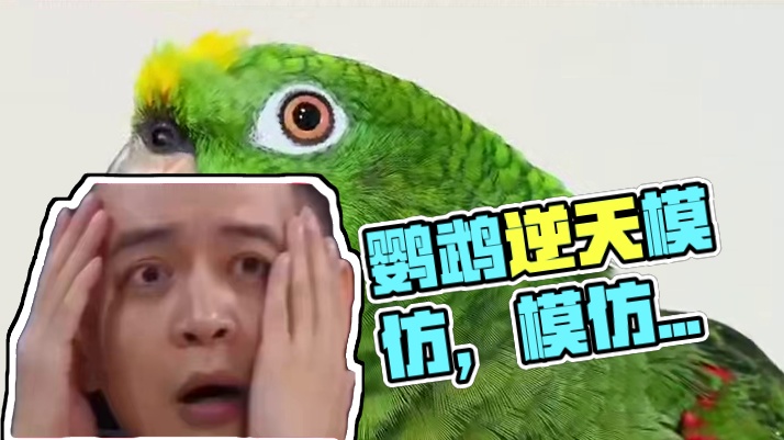 会cos的鹦鹉 #内容过于真实 #万万没想到 #鹦鹉 #cos