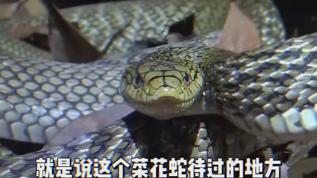 菜花蛇为什么被称为百蛇之王