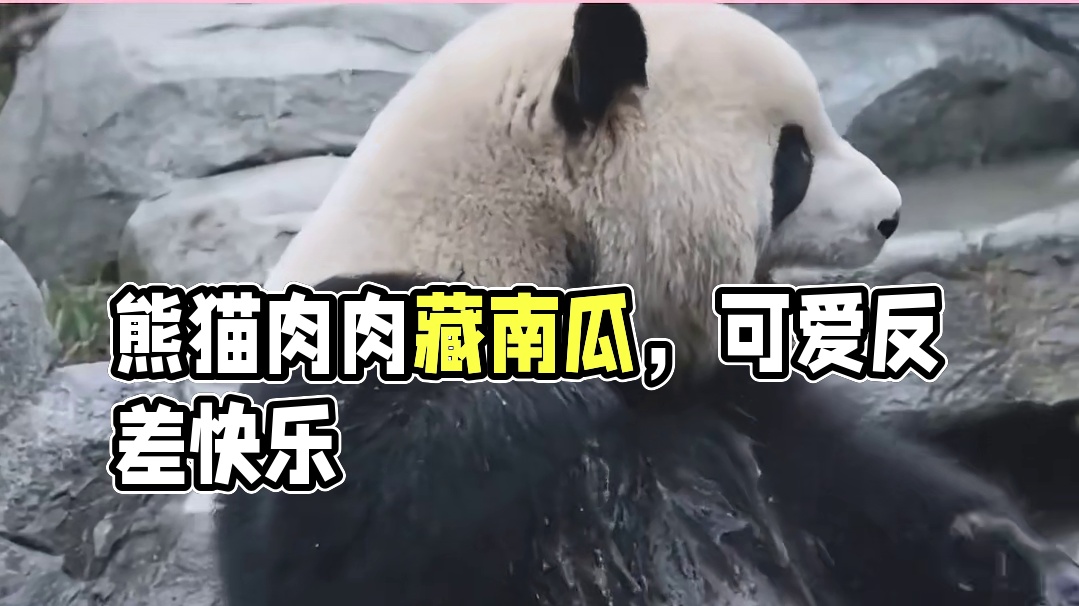 熊猫肉肉的反差感都来听