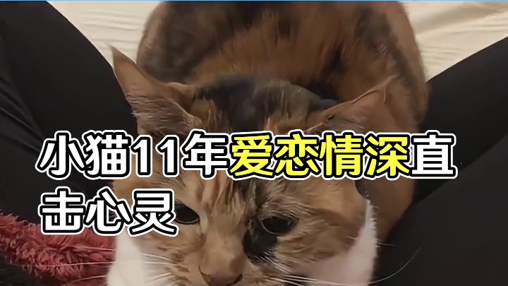 小猫要的爱原来这么简单纯粹
