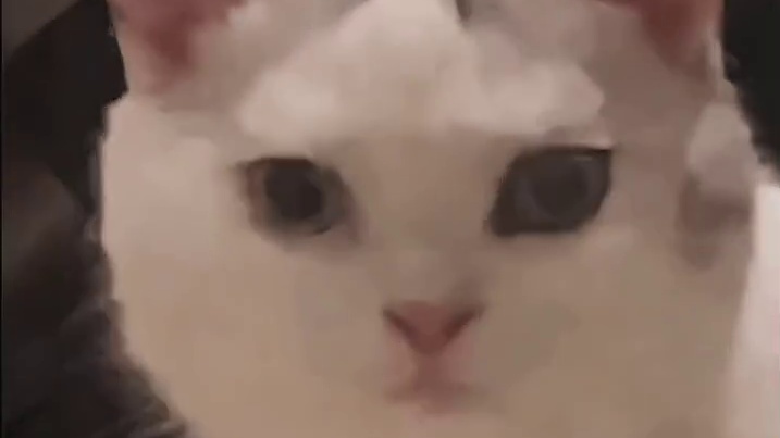 原来雪貂生娃后还有个认证系统啊