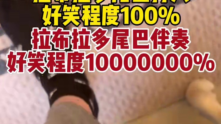 拉布拉多尾巴打人，好笑程度100%，拉布拉多尾巴伴奏，好笑程度10000000%。#萌宠