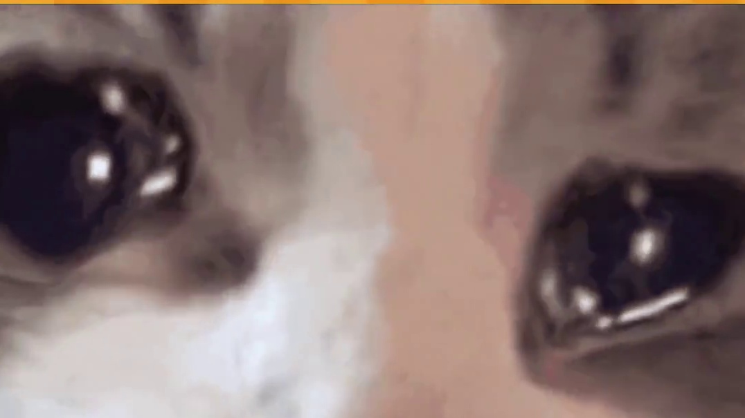 小猫：你看看，谁说这日子跟谁过都一样的 #娱乐评论大赏 #小猫 #可爱