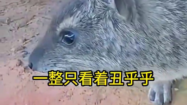 岩蹄兔七情六欲只有色欲，还和大象是亲戚 #动物世界 #动物科普 #岩蹄兔