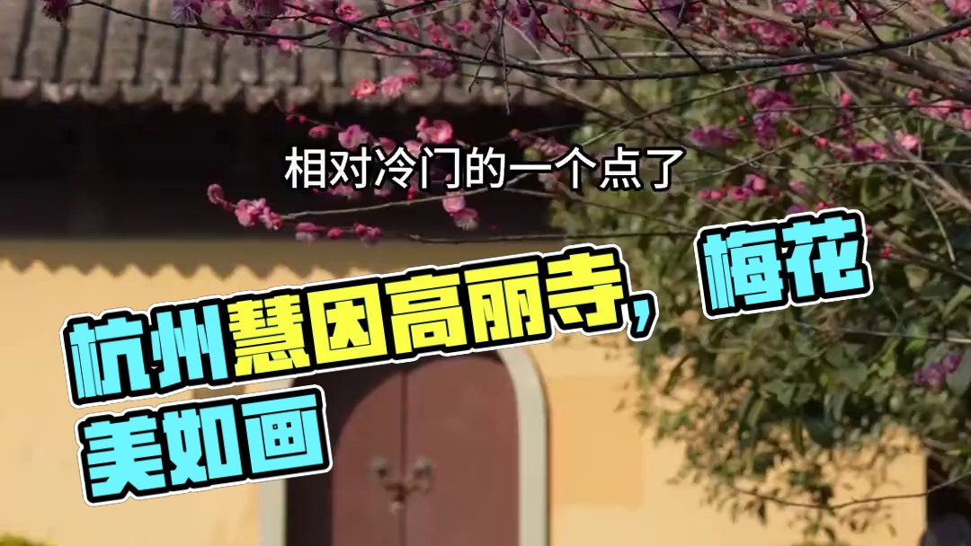 杭州慧因高丽寺，梅花超美赶紧去！2月18日实拍开了九成，应该能坚持十来天，从杨公堤转八盘岭路上山就到
