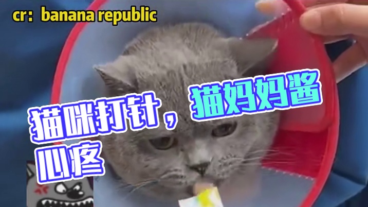 猫：妈妈酱 这猫条越吃越疼啊