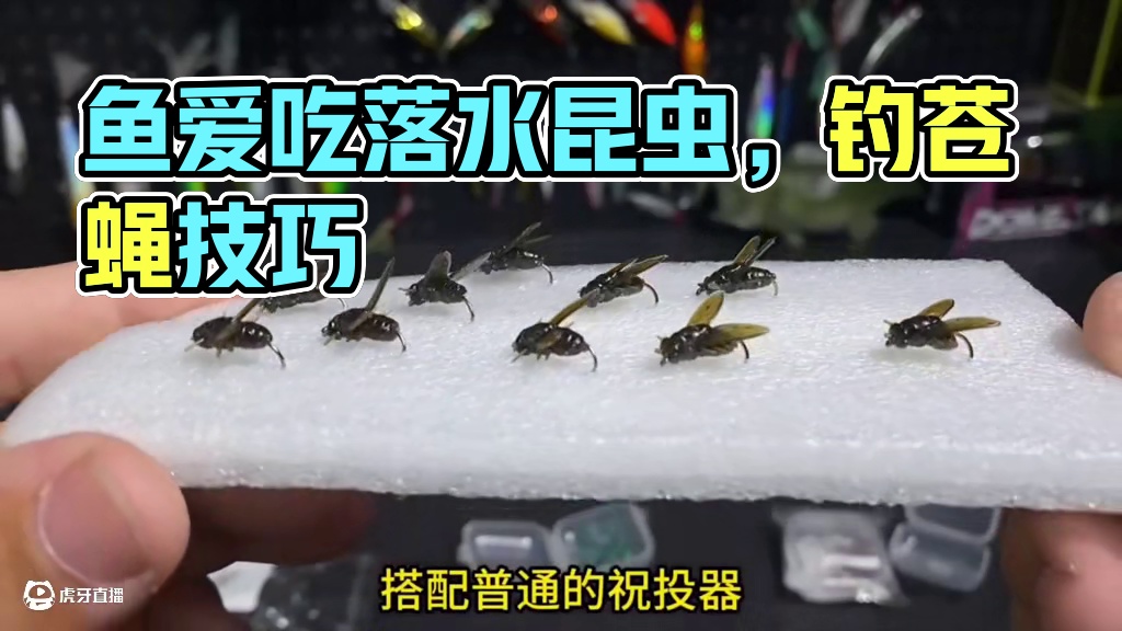 鱼都爱吃落水的昆虫特别是苍蝇，不仅是翘嘴鲈鱼的最爱