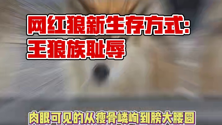 网红狼：你吃过蛋黄派吗，知道王中王吗？