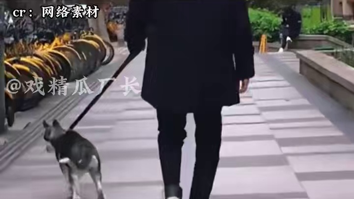 直接给哈士奇整成两班倒，看看它还有没有精力再拆家！ #娱乐评论大赏  #搞笑  #搞笑视频  #哈士