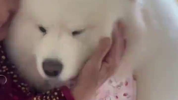 乖宝宝！！！我要把你亲坏！#萨摩耶#萌宠#治愈#可爱