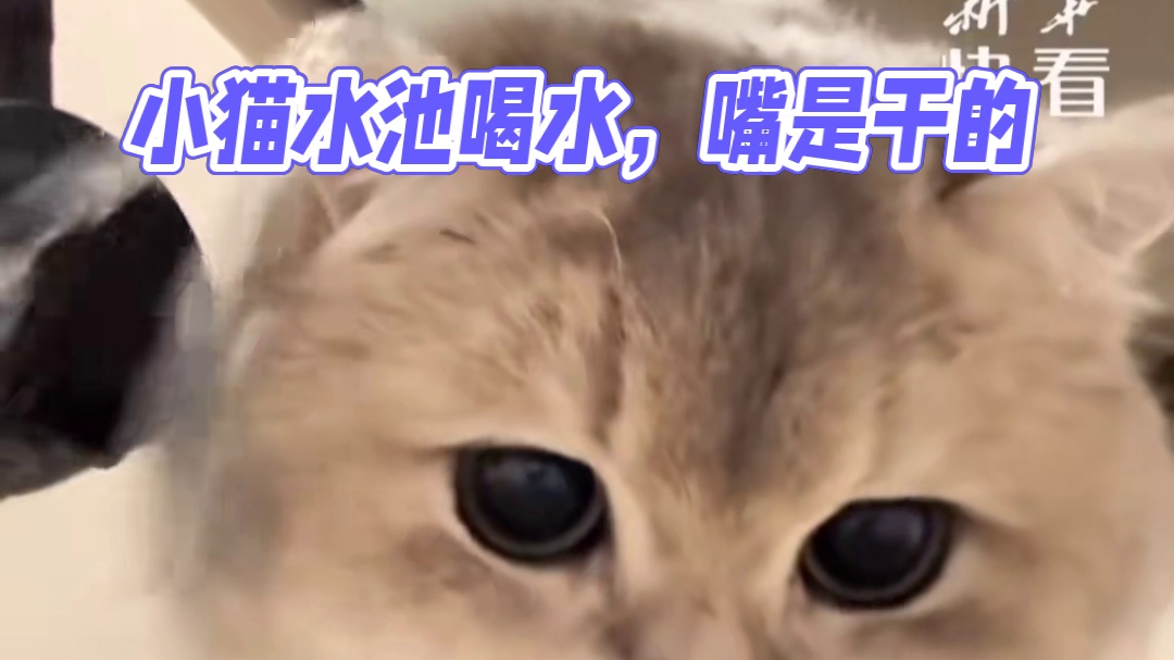猫猫水池接水喝，网友：喝了一小时只有嘴是干的 #谁能拒绝傻憨憨的小猫咪