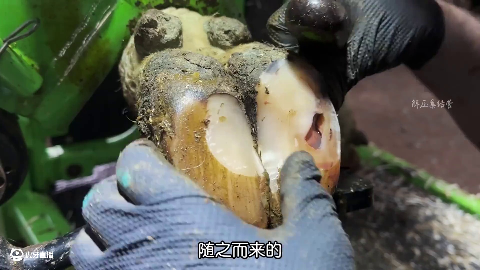 外表完好无损的蹄子居然有个大洞蔓延到了蹄跟#解压#修牛蹄