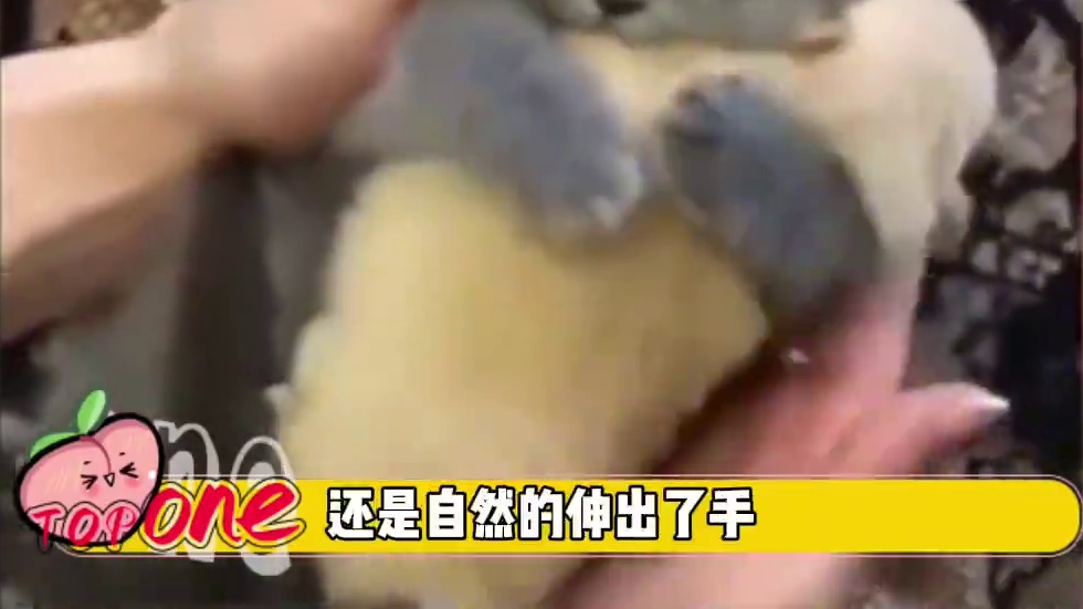 宝宝～你是一个乖宝宝#萌宠出道计划 #猫猫 #狗勾