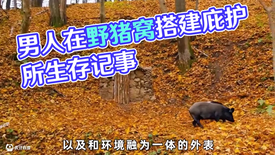 男人在野猪窝搭建了个庇护所，差一点就全村开席#荒野建造 #野外生存 #户外 #野外生活纪录片