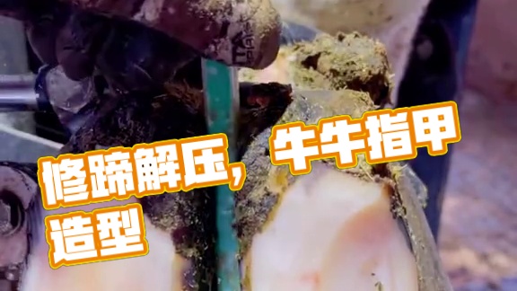 修牛蹄就像开盲盒，你永远不知道开出什么 #修蹄 #解压 #助眠 #强迫症 #极度舒适