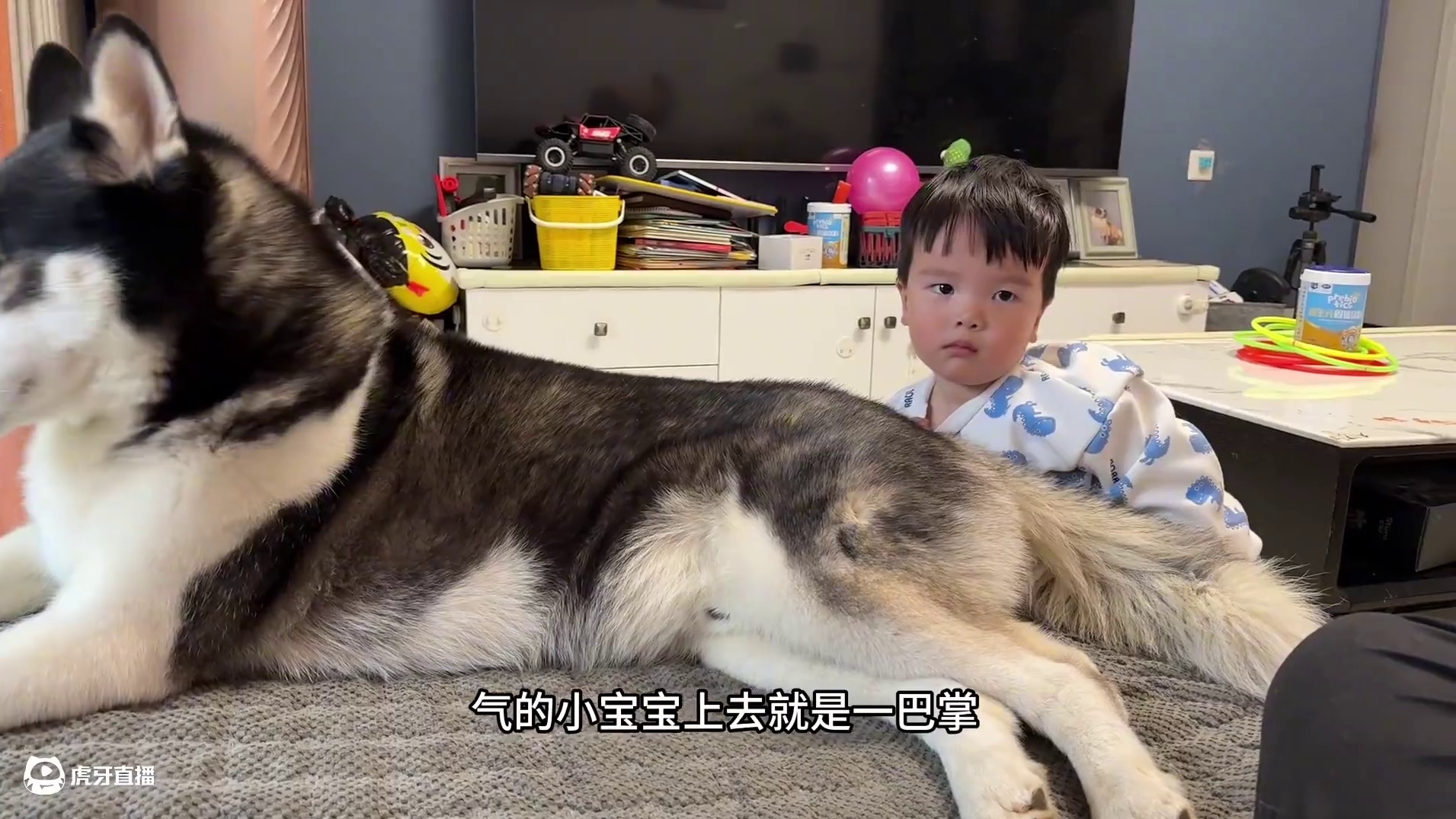 犟种二哈死活不吃饭，气得小主人上去就是几巴掌，大家看完都别笑 #二哈#哈士奇 #狗