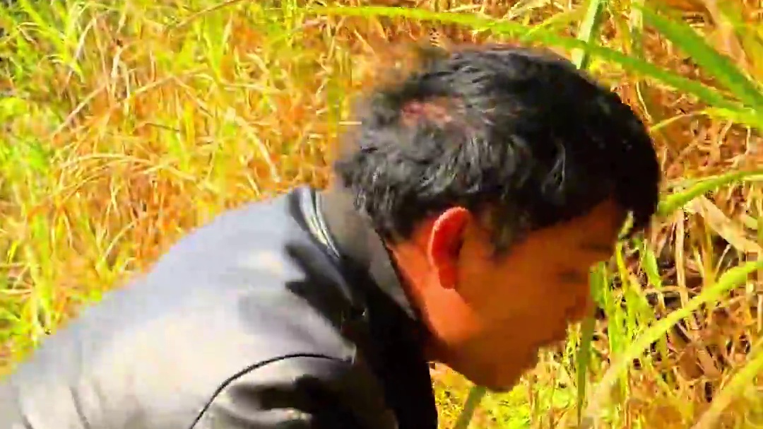 水哥意外收获从菜里捉回来一只兔子 小敏精心打造美食 红烧兔肉 #农村生活 #大山里的味道 #乡村味道