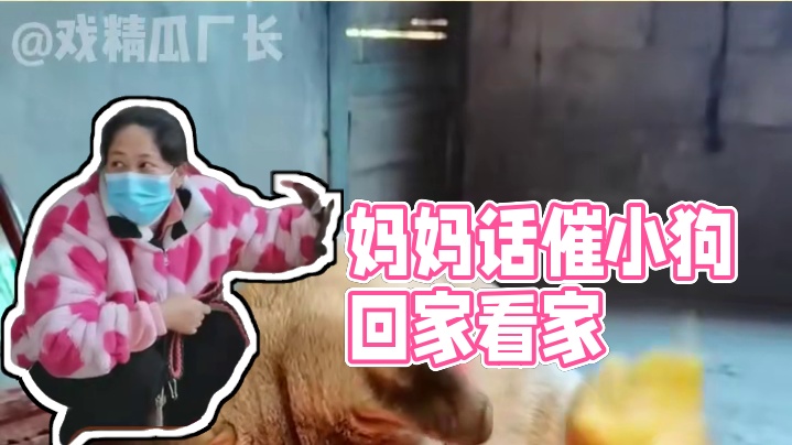 妈妈让我回来给主人看家#搞笑  #萌宠  #娱乐评论大赏  #狗狗  #感动