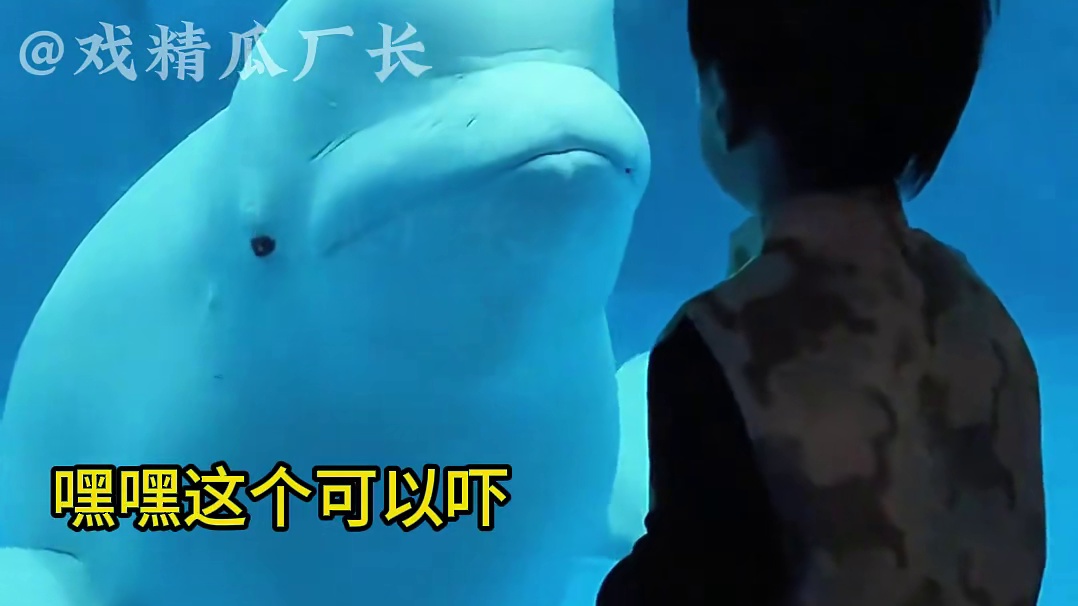 谁能拒绝一只海里的邪恶大寿桃呢 #白鲸  #无量仙翁   #海洋生物  #万万没想到 #奇妙的海洋生