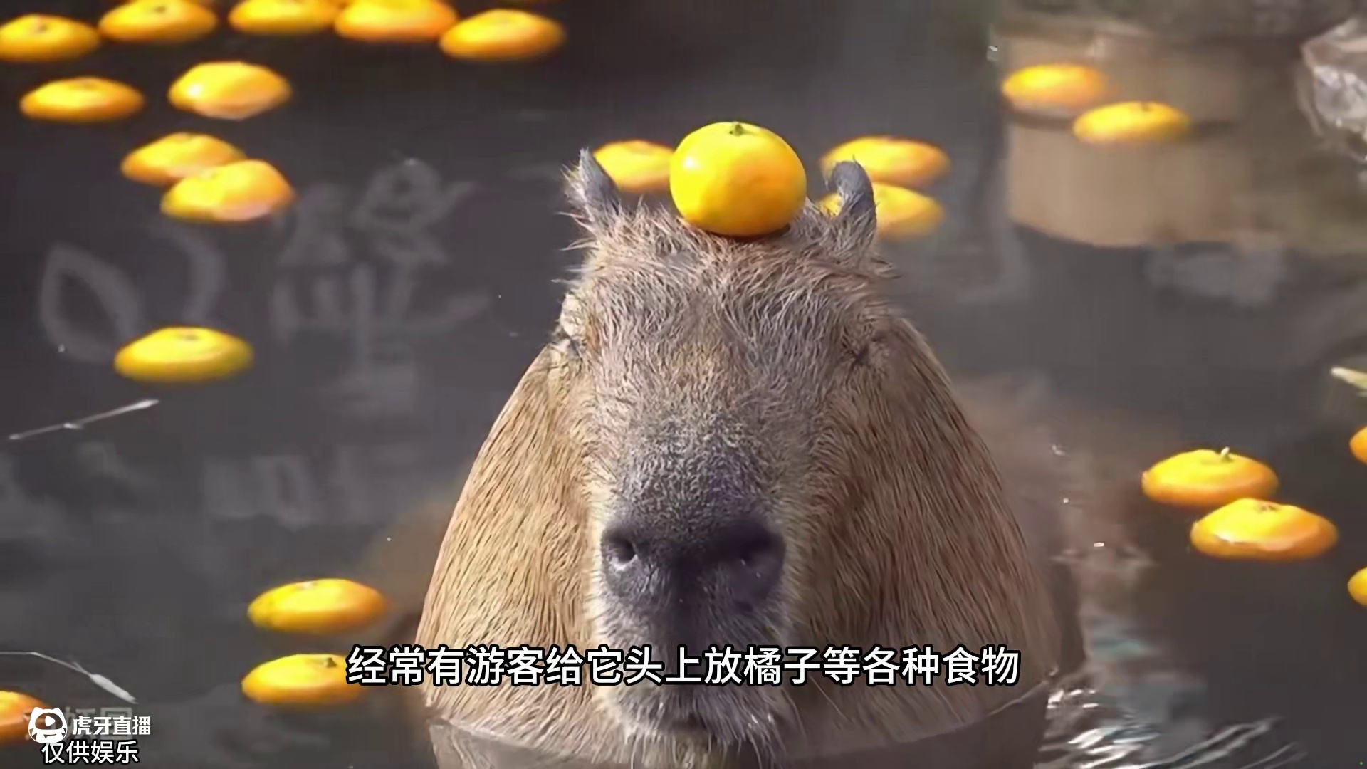 鉴定荒野起源热门生物—卡皮巴拉