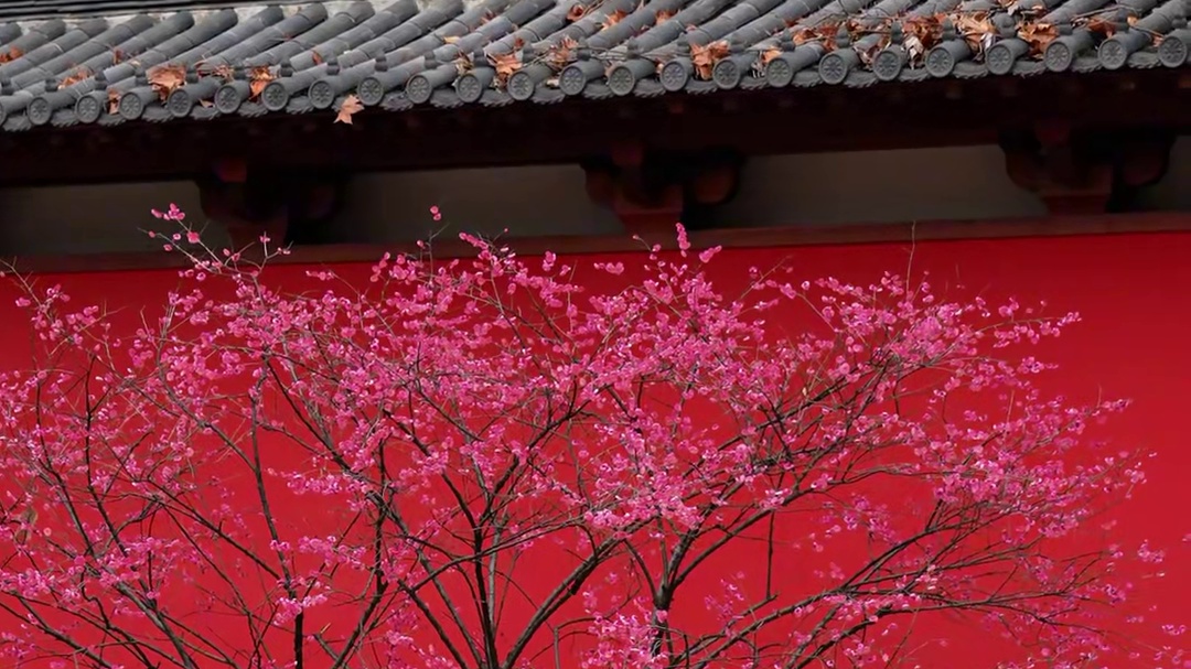 杭州德寿宫的梅花配红墙，还有双色梅！是我目前拍过感觉最出片的点了，红墙真的是搭什么都好看，下午去的人