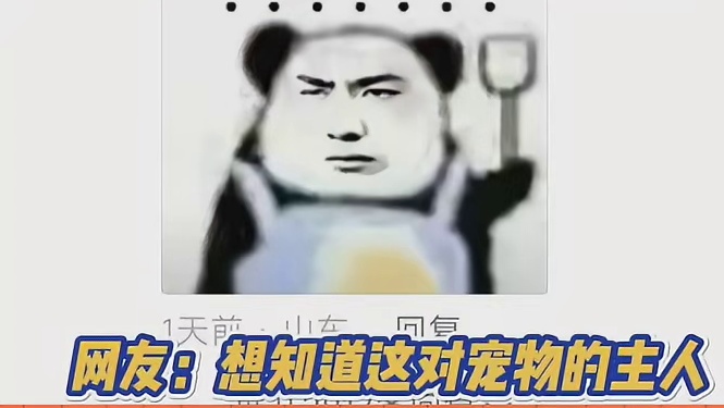 霸道鹦鹉哥想当爹