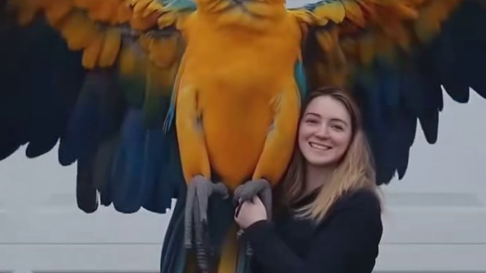 大型鹦鹉为何不开放售卖