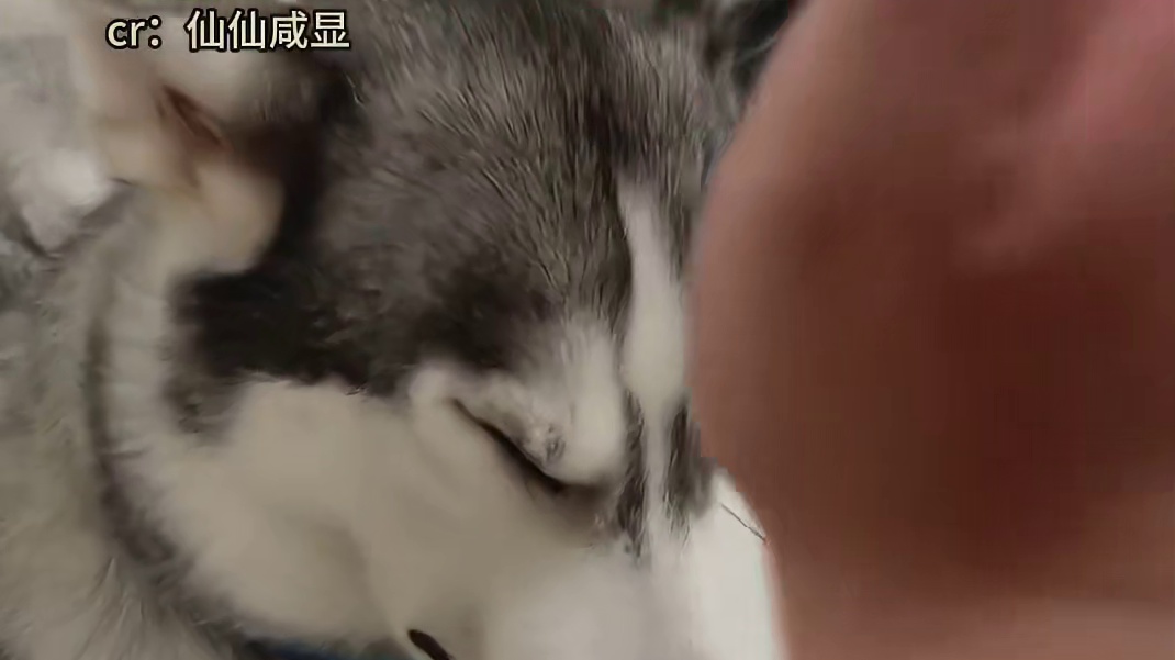 山东地震后据说90%的狗都挨揍了