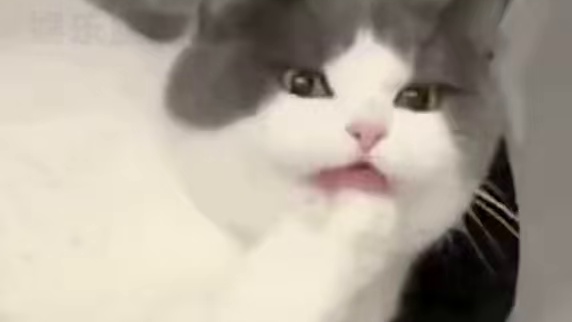 原来咪咪不能全世界通用#猫咪 #可爱 #猫咪的迷惑行为 #万万没想到