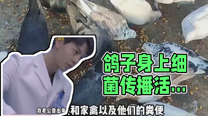 就是说这哪是鸽子