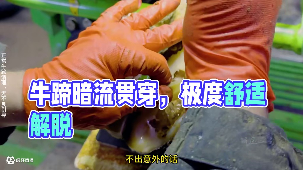 牛蹄上的巨大缝隙像一条暗流贯穿整个蹄底 #修蹄 #解压 #助眠 #强迫症 #极度舒适