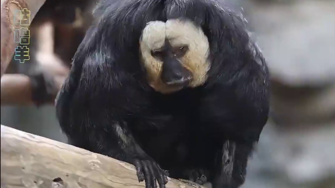 红山动物园致力于给每一个丑猴子一个家~~#南京红山森林动物园  #杜杜  #猴子 #搞笑 #动物