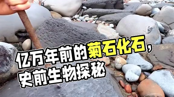 亿万年前的菊石化石 #国外视频分享 #史前生物 #古生物化石 #化石