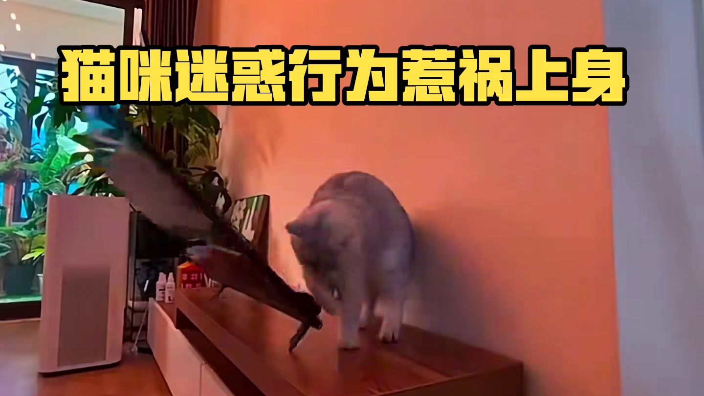 “养猫劝退指南”想养猫的先看看这个视频#猫咪 #猫咪的迷惑行为 #养猫劝退指南 #萌宠 #