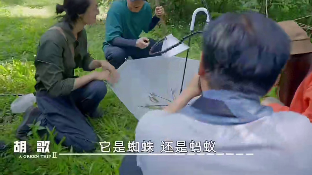 拟态蜘蛛和蚂蚁要如何分辨?#胡歌  慧眼识“蛛”拿捏“看气质”分辨法，一眼识破拟态蜘蛛的伪装！得到昆