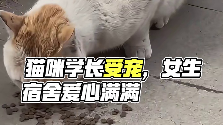 这些猫猫没有妈妈，可是整栋楼都是妈妈