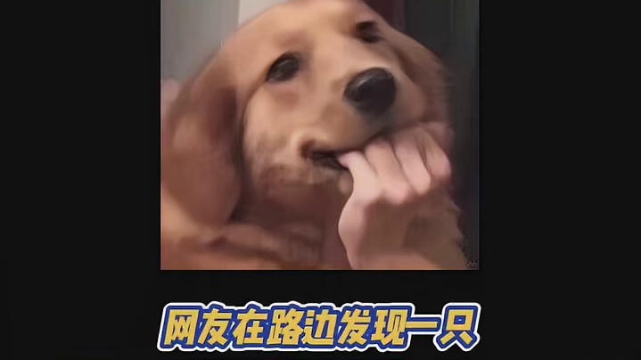 现在连猫咪都这么自律了吗