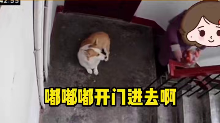 小狗：麻麻，你不要小斗了吗 #娱乐评论大赏 #小狗