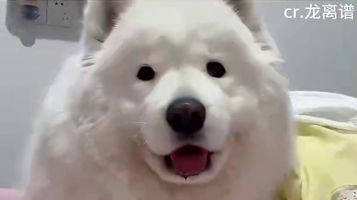 原来脸小显眼睛大是真的？！