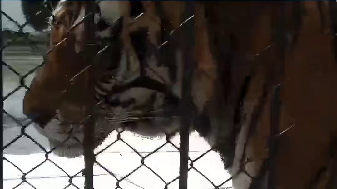 扬子鳄，国家一级小废物