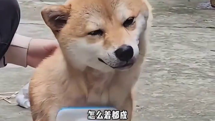 小狗：只要你收了我，怎么着都成