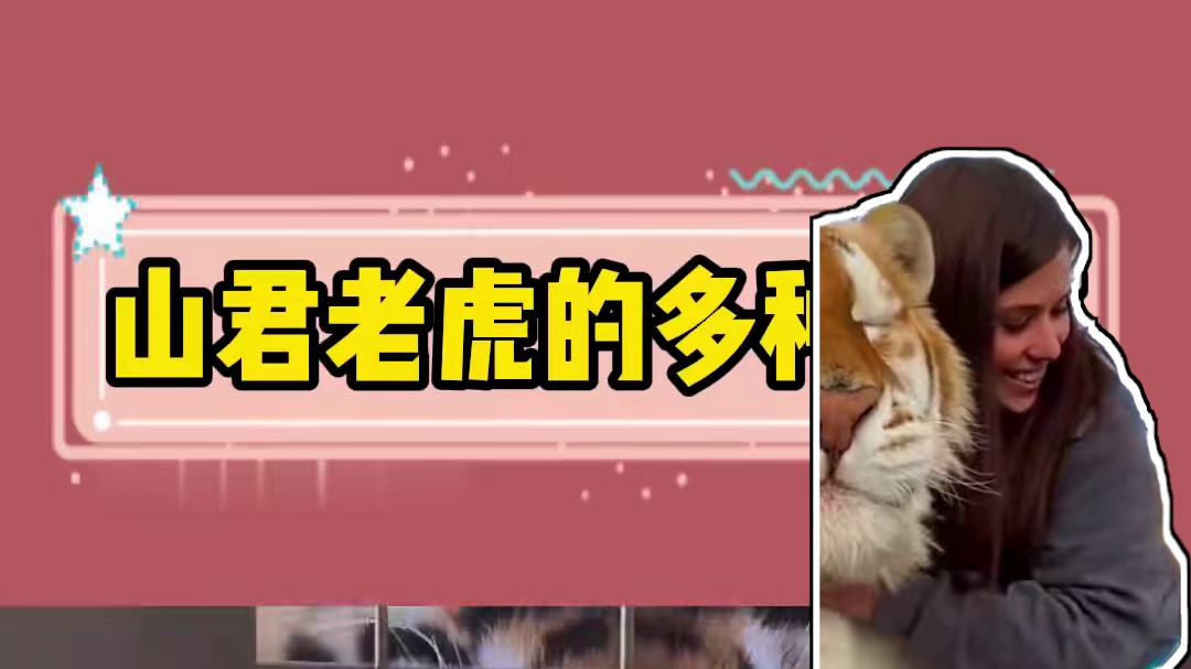 山君老虎的多种叫声 #老虎 #虎啸山林 #动物世界 #老虎的叫声