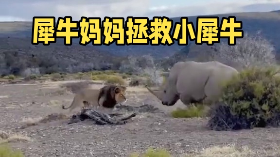 狮子追杀小犀牛，大象来营救，真是神奇动物#野生动物零距离 #动物世界 #神奇动物在这里 #内容启发搜