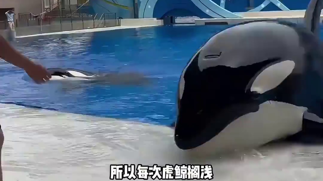 虎鲸：小人咪！好可爱