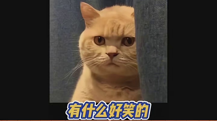 猫：我这一生如履薄冰
