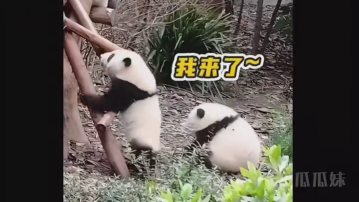 花女士的社死瞬间！