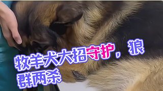 什么狼群不敢攻擊有牧羊犬保護(hù)的羊群