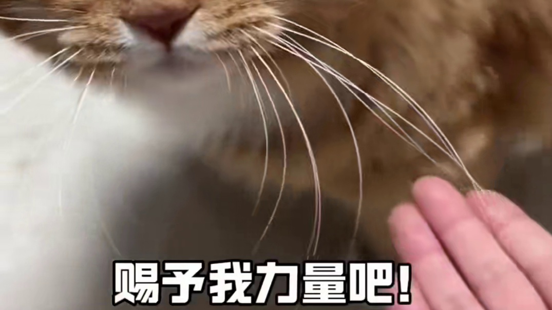 人，猫愿意赐予你力量#猫猫 #可爱 #中二