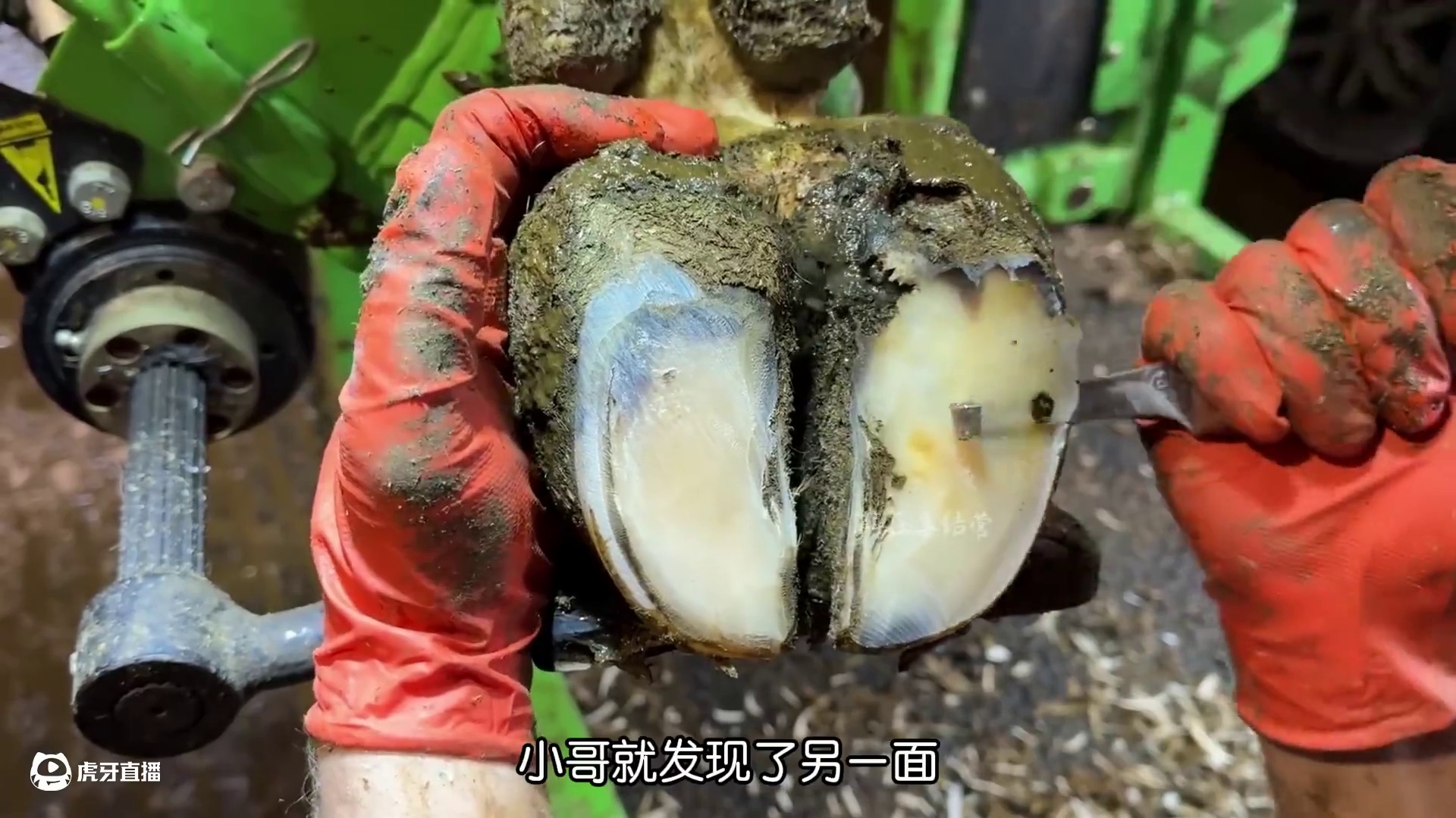 蹄底又是一个黑洞出现#解压 #修牛蹄